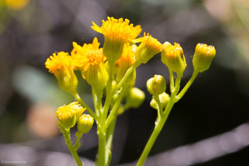Cleveland's Ragwort