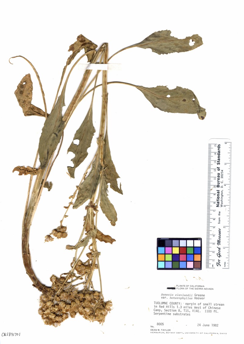 Cleveland's Ragwort photo 2