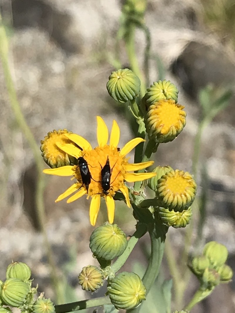 Cleveland's Ragwort photo 3