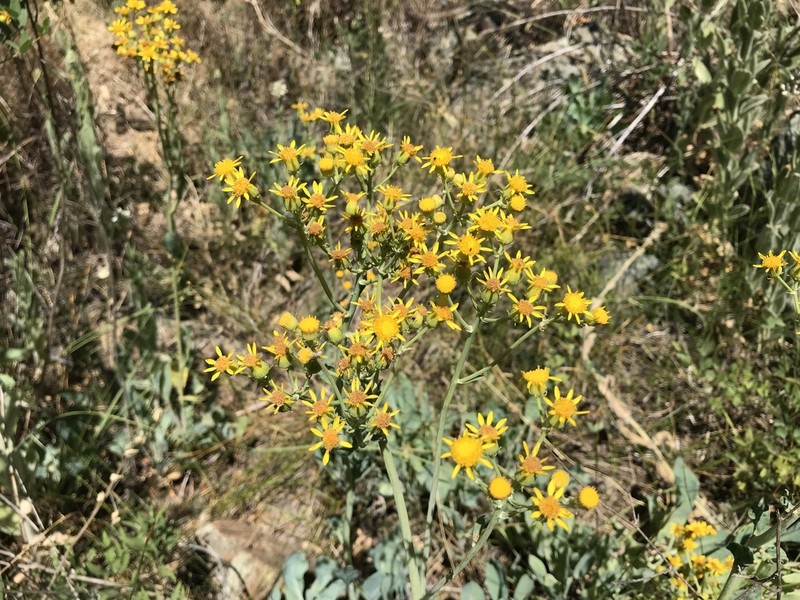 Cleveland's Ragwort photo 5