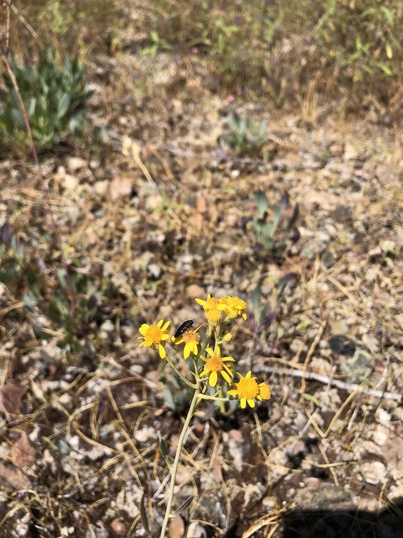 Cleveland's Ragwort photo 6