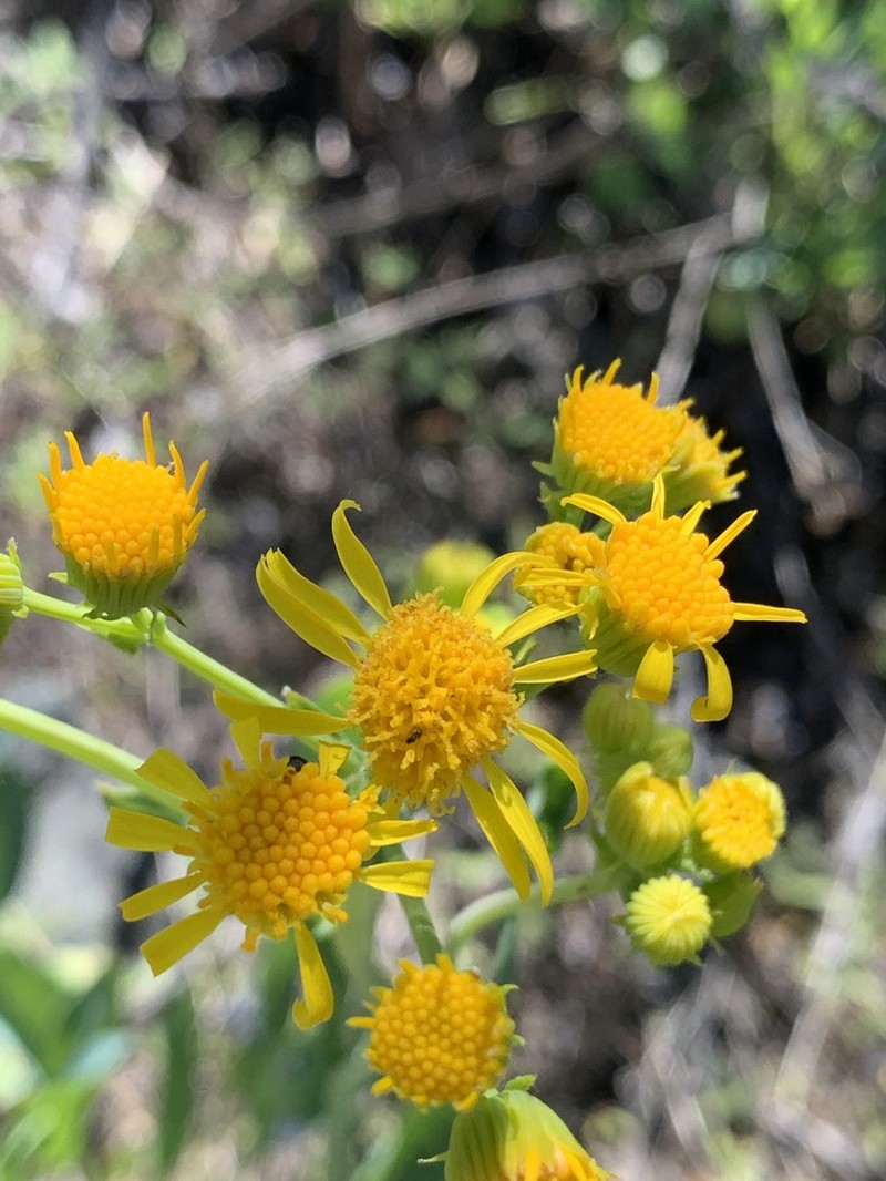 Cleveland's Ragwort photo 7