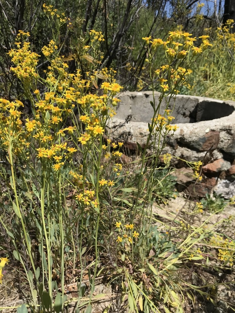 Cleveland's Ragwort photo 8