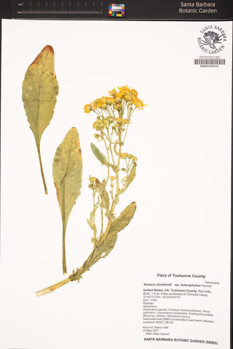 Packera clevelandii var. heterophylla