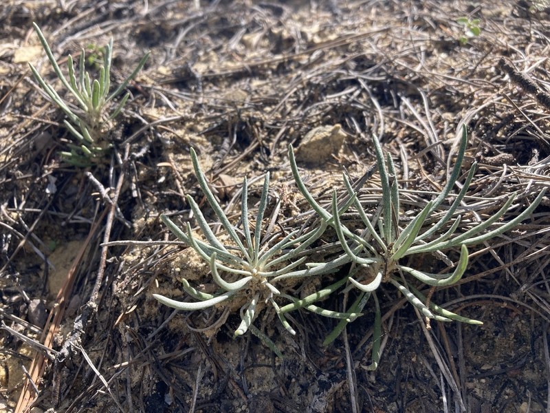 Packera cliffordii photo 2
