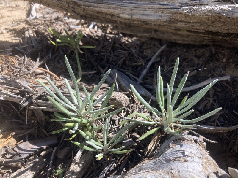Packera cliffordii photo 3