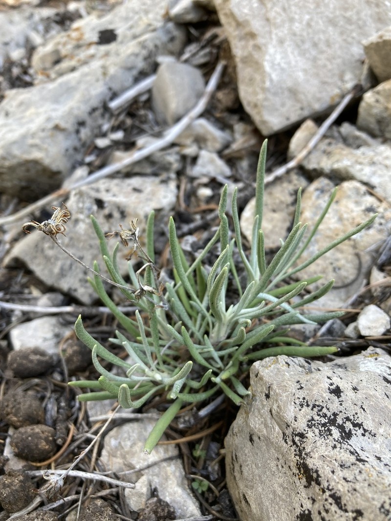 Packera cliffordii photo 5