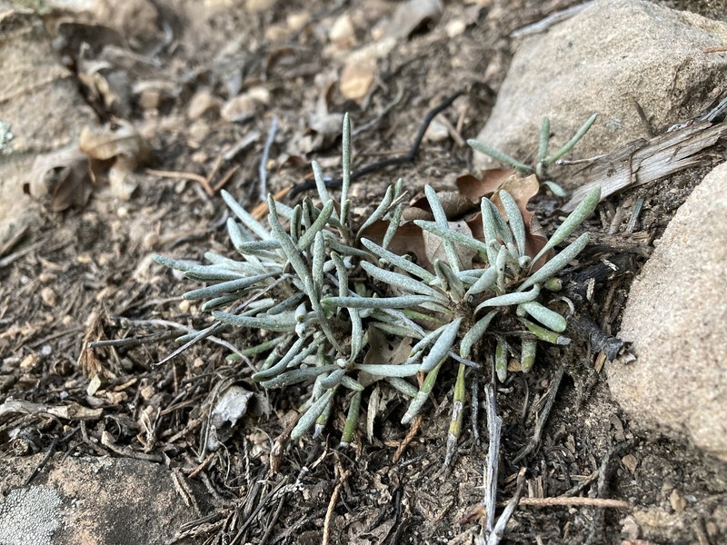 Packera cliffordii photo 6