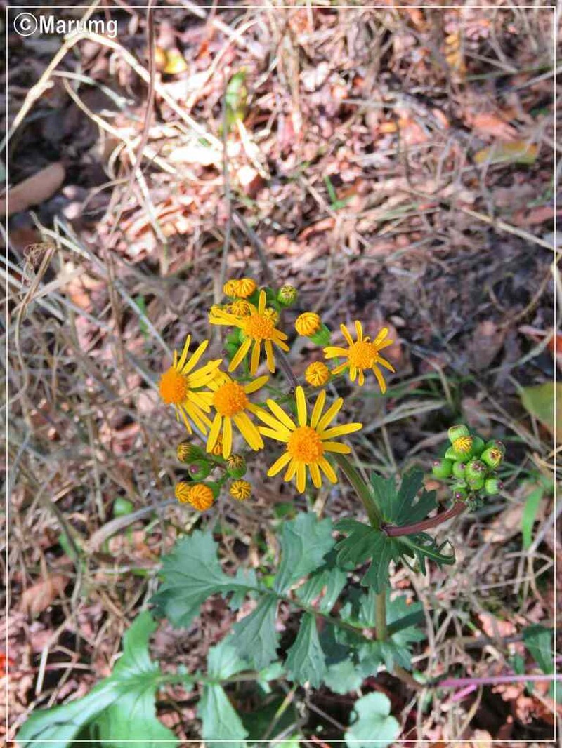 Packera coahuilensis