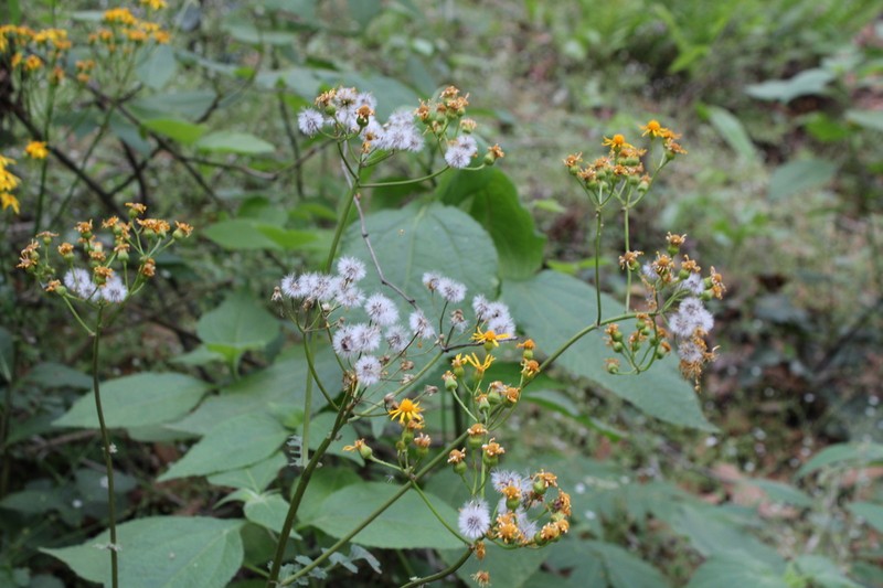 Packera coahuilensis photo 2