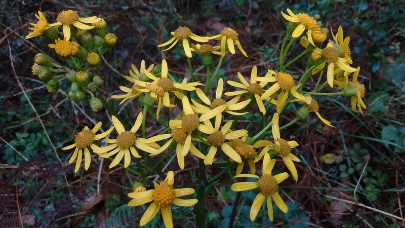 Packera coahuilensis photo 3