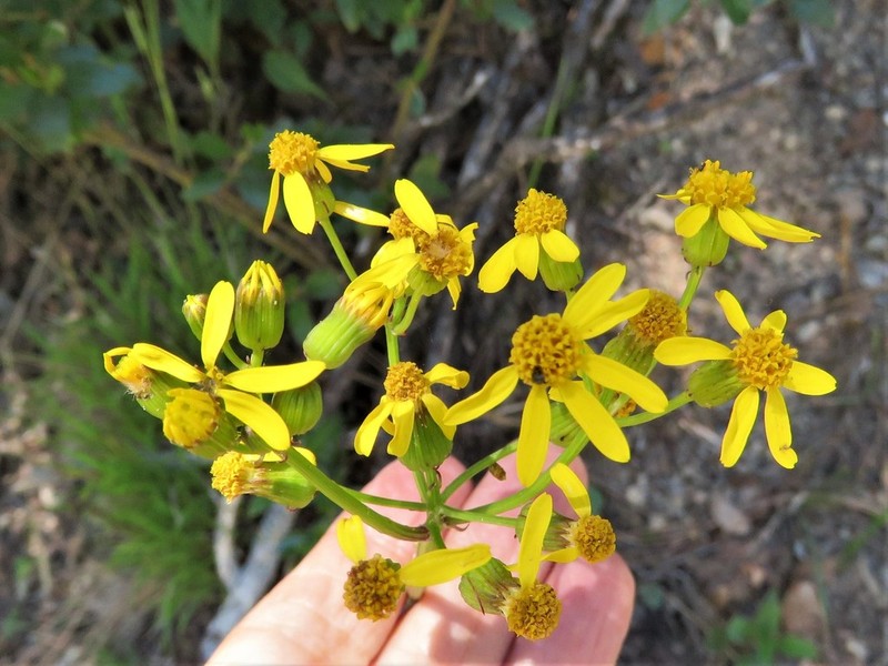 Packera coahuilensis photo 4