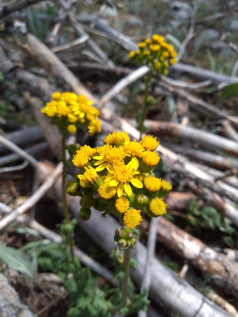 Packera coahuilensis photo 5