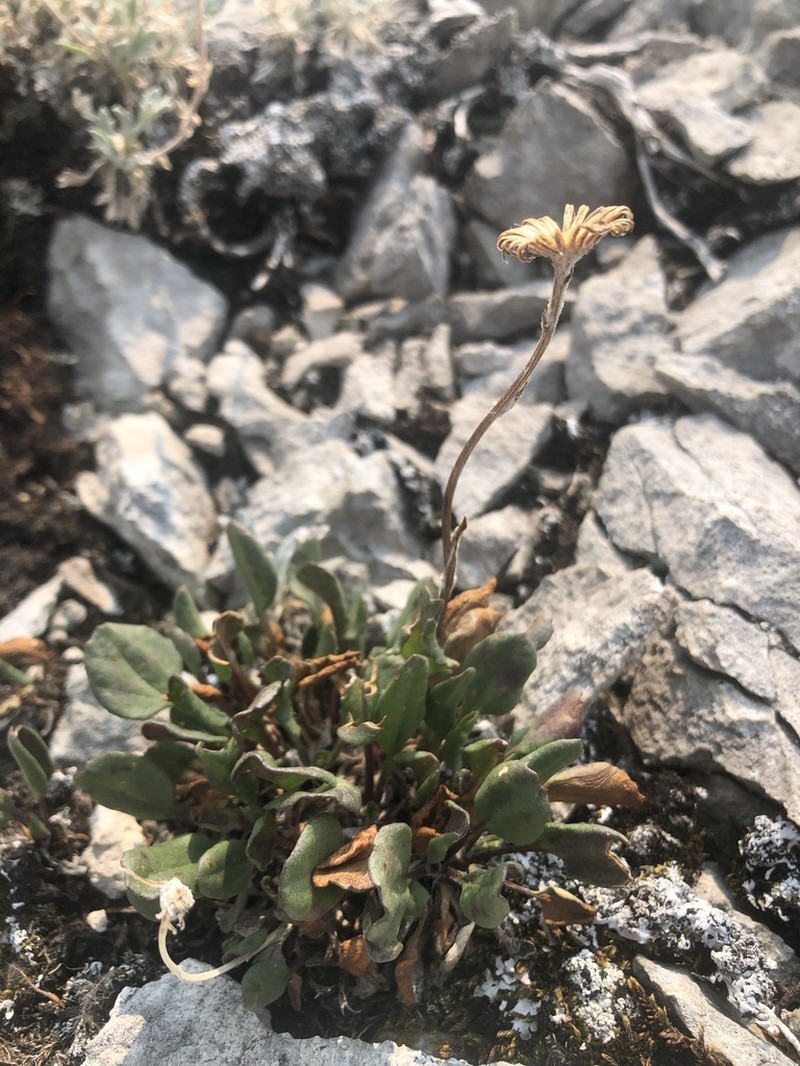 Northwestern Groundsel photo 2