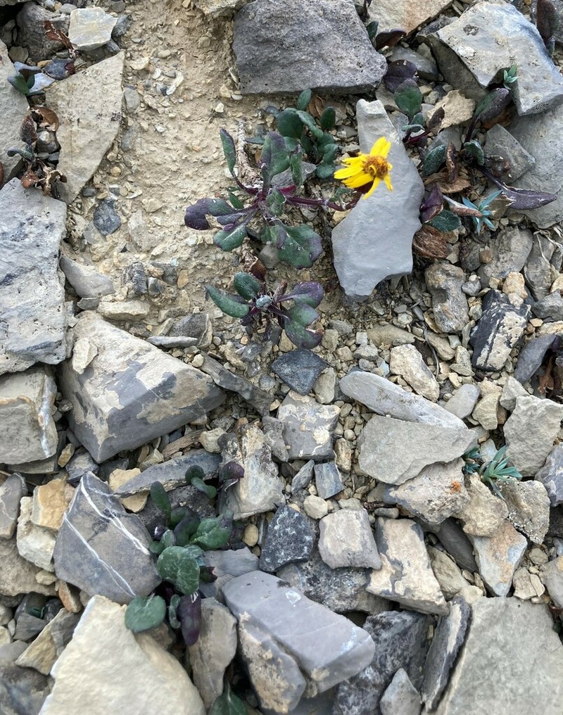 Northwestern Groundsel photo 3