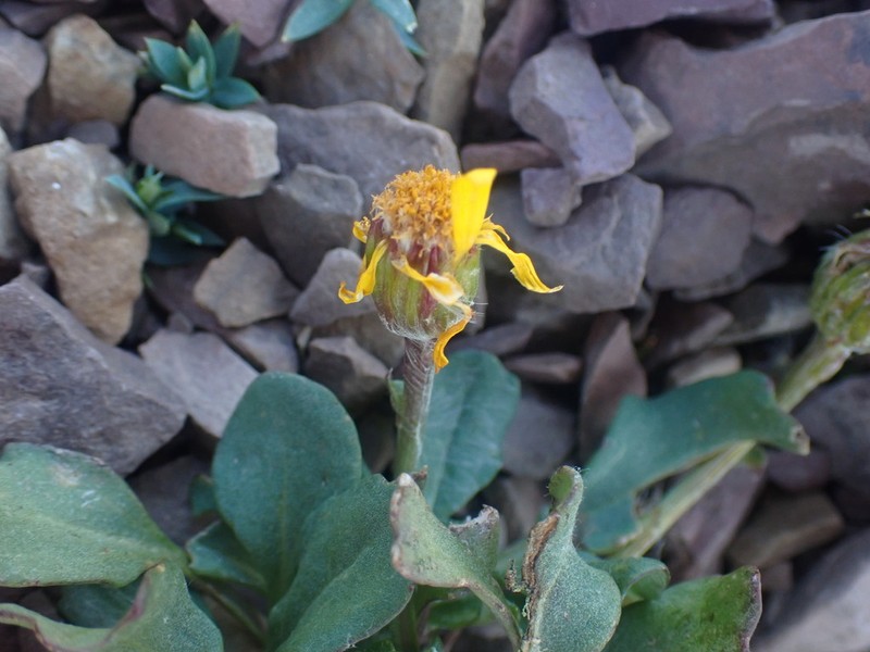 Northwestern Groundsel photo 4