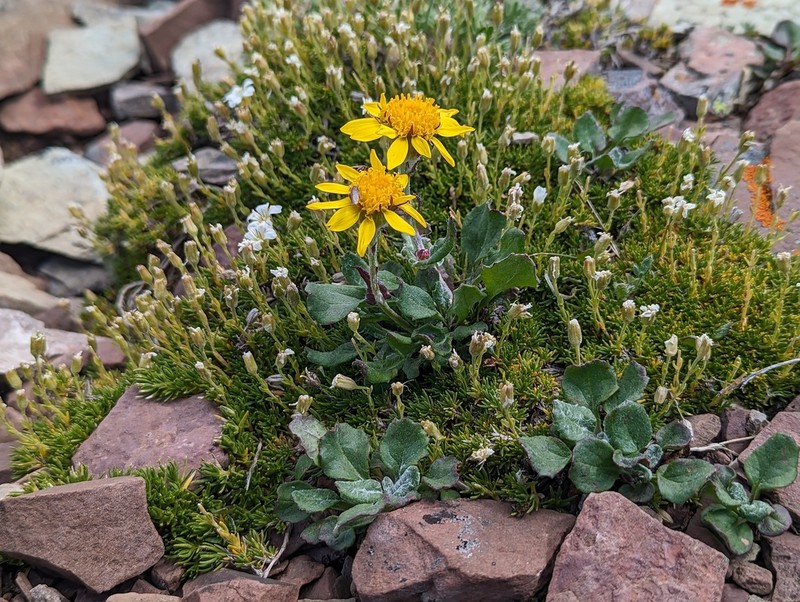 Northwestern Groundsel photo 5