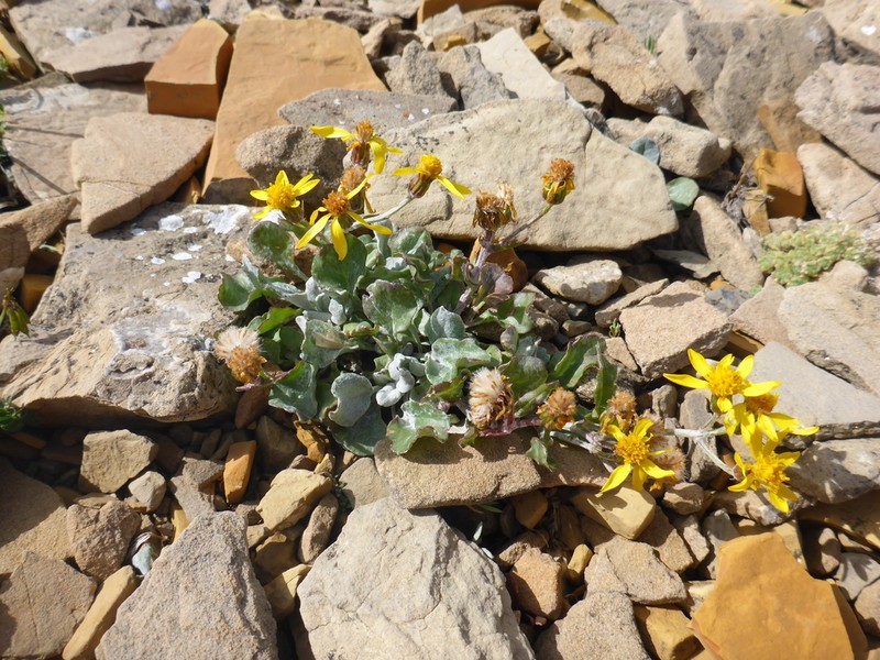 Northwestern Groundsel photo 6