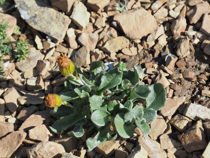Northwestern Groundsel photo 7