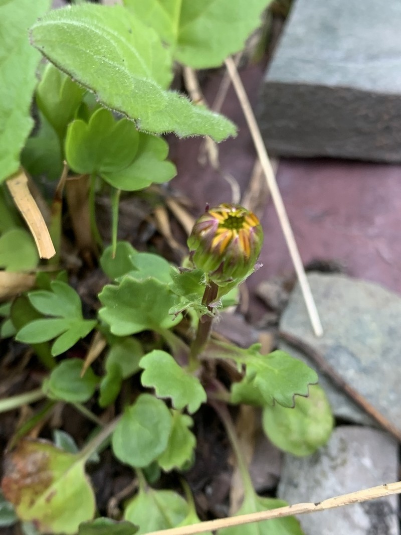 Northwestern Groundsel photo 8