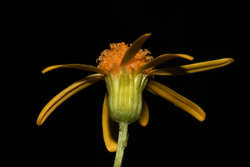 Packera crawfordii photo 3