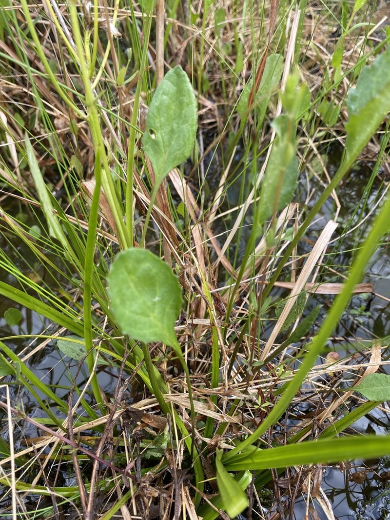 Packera crawfordii photo 6