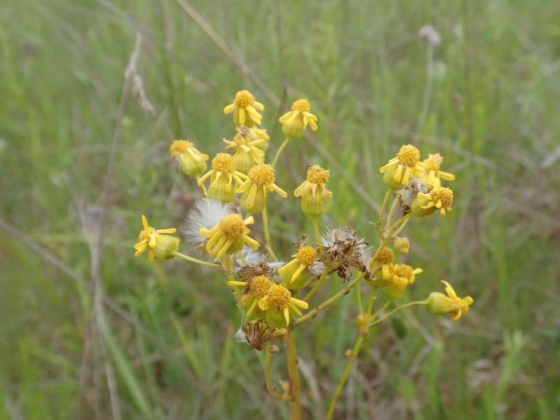 Packera crawfordii photo 8