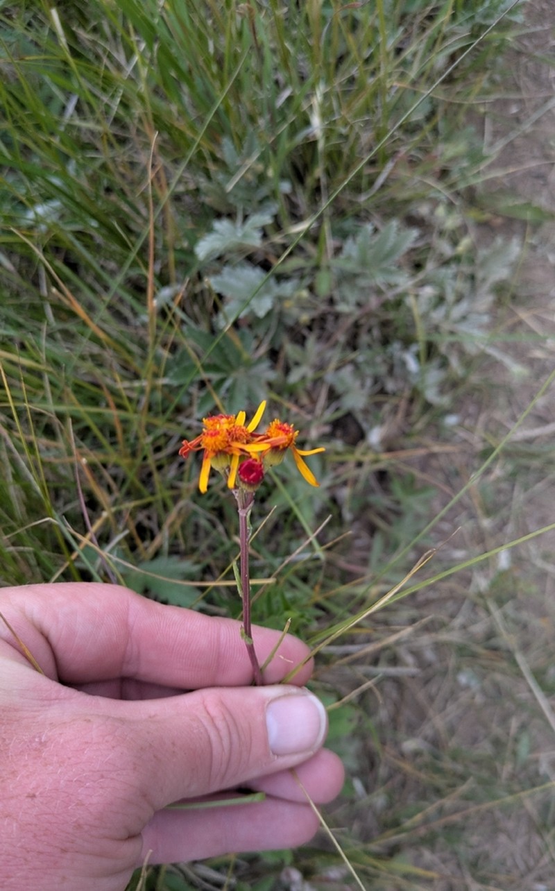 Saffron Ragwort