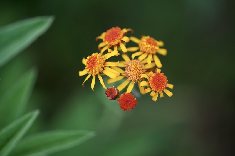 Saffron Ragwort photo 2