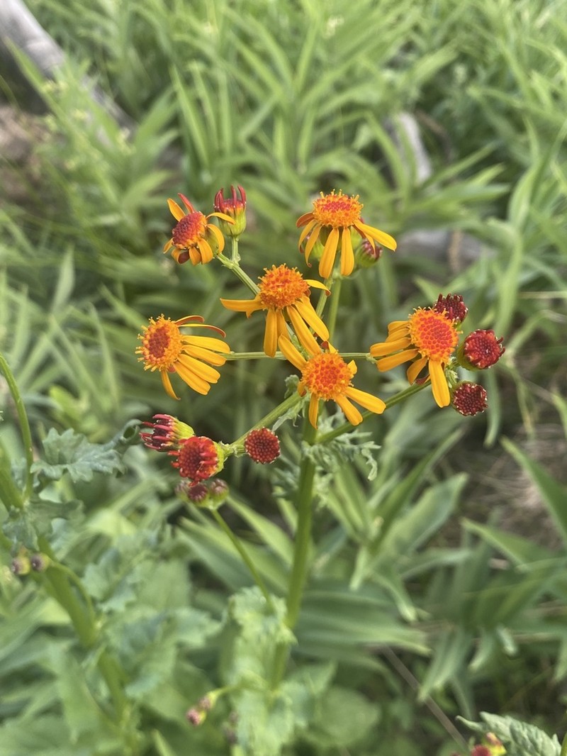 Saffron Ragwort photo 3