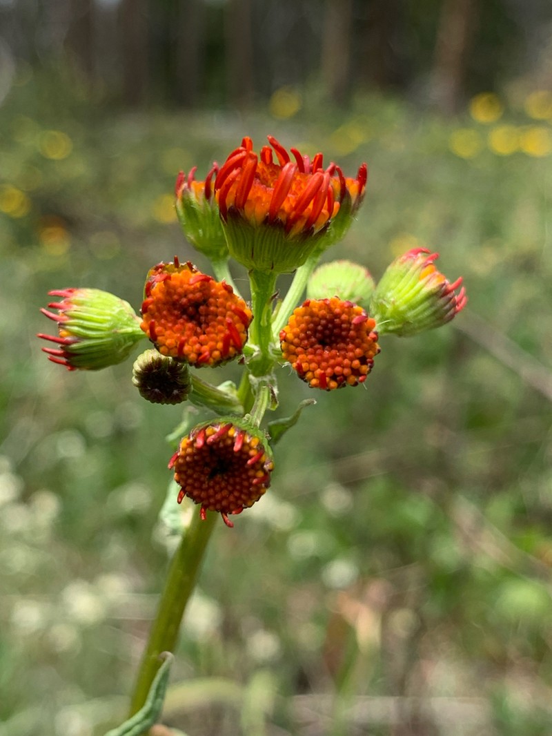 Saffron Ragwort photo 5