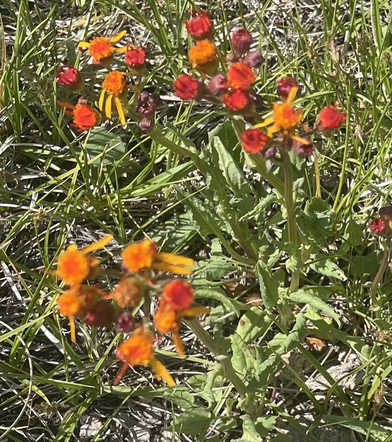 Saffron Ragwort photo 6