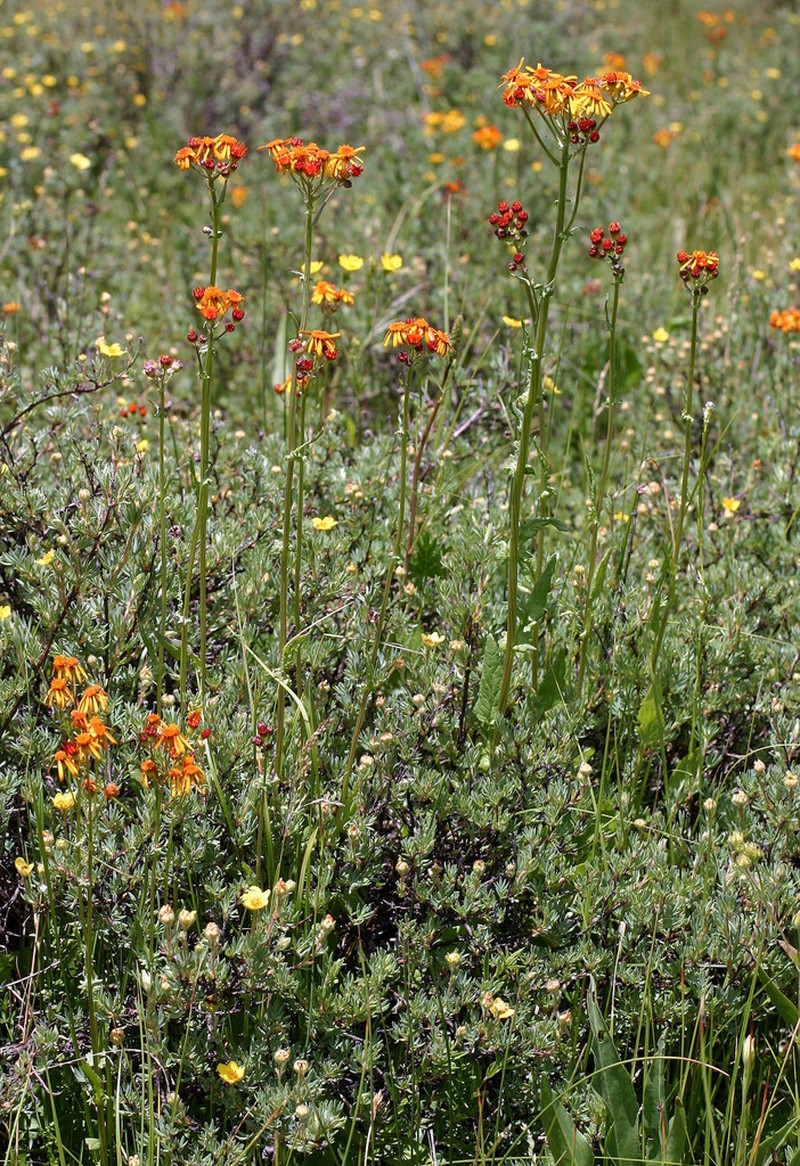 Saffron Ragwort photo 7