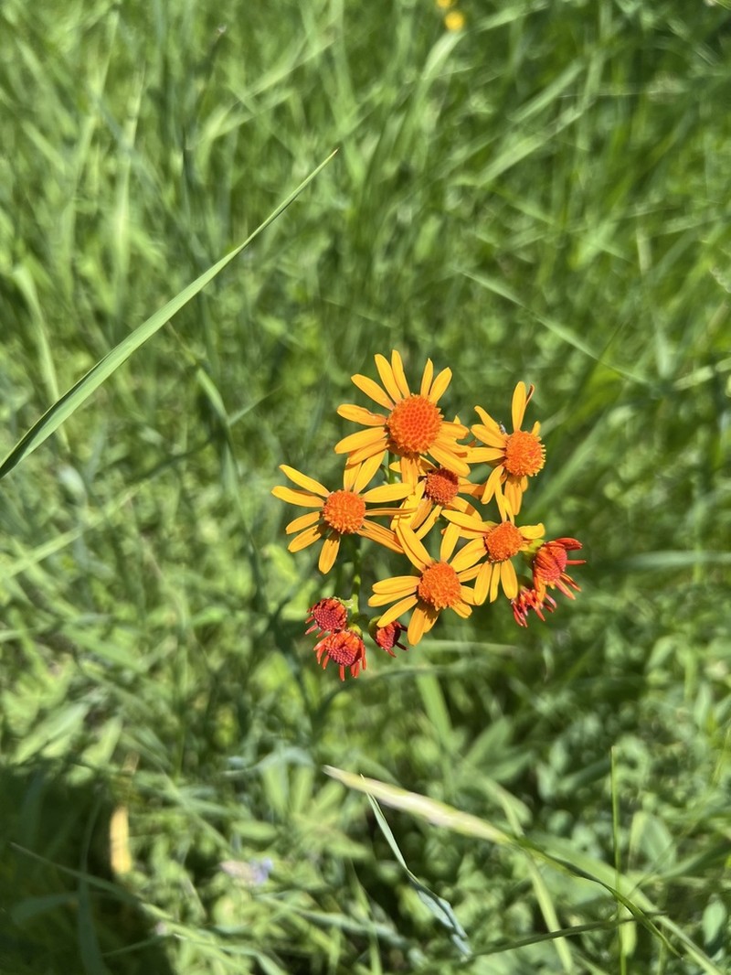 Saffron Ragwort photo 8