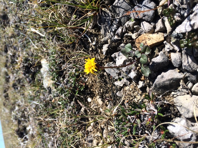 Dwarf Arctic Ragwort photo 4