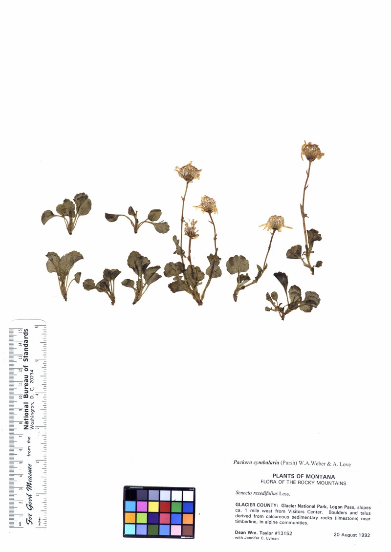 Dwarf Arctic Ragwort photo 2