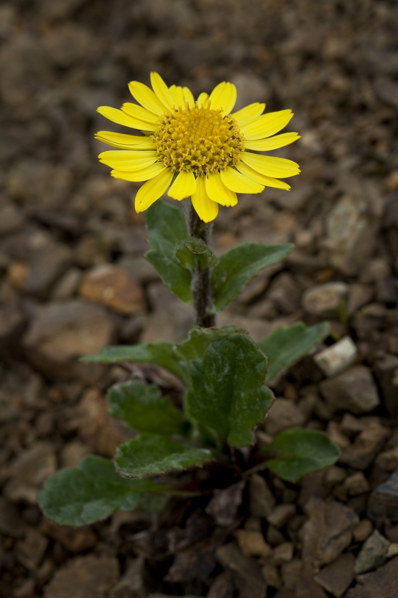 Dwarf Arctic Ragwort photo 3