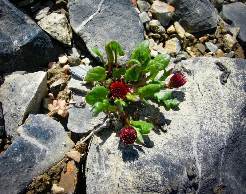 Dwarf Arctic Ragwort