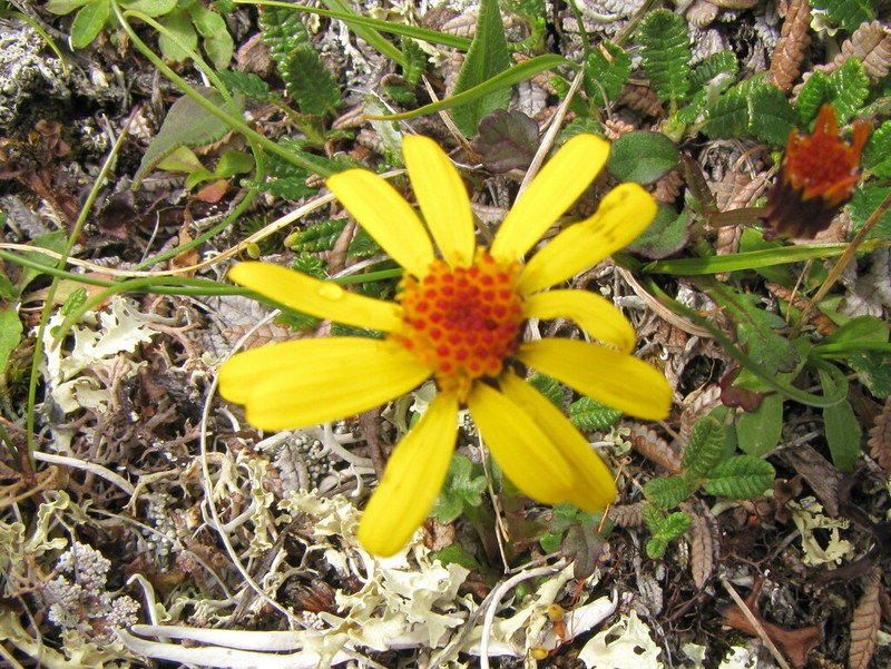 Dwarf Arctic Ragwort photo 2