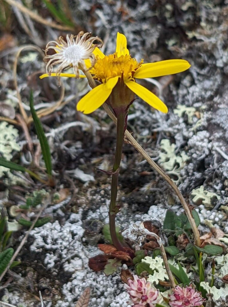 Dwarf Arctic Ragwort photo 3