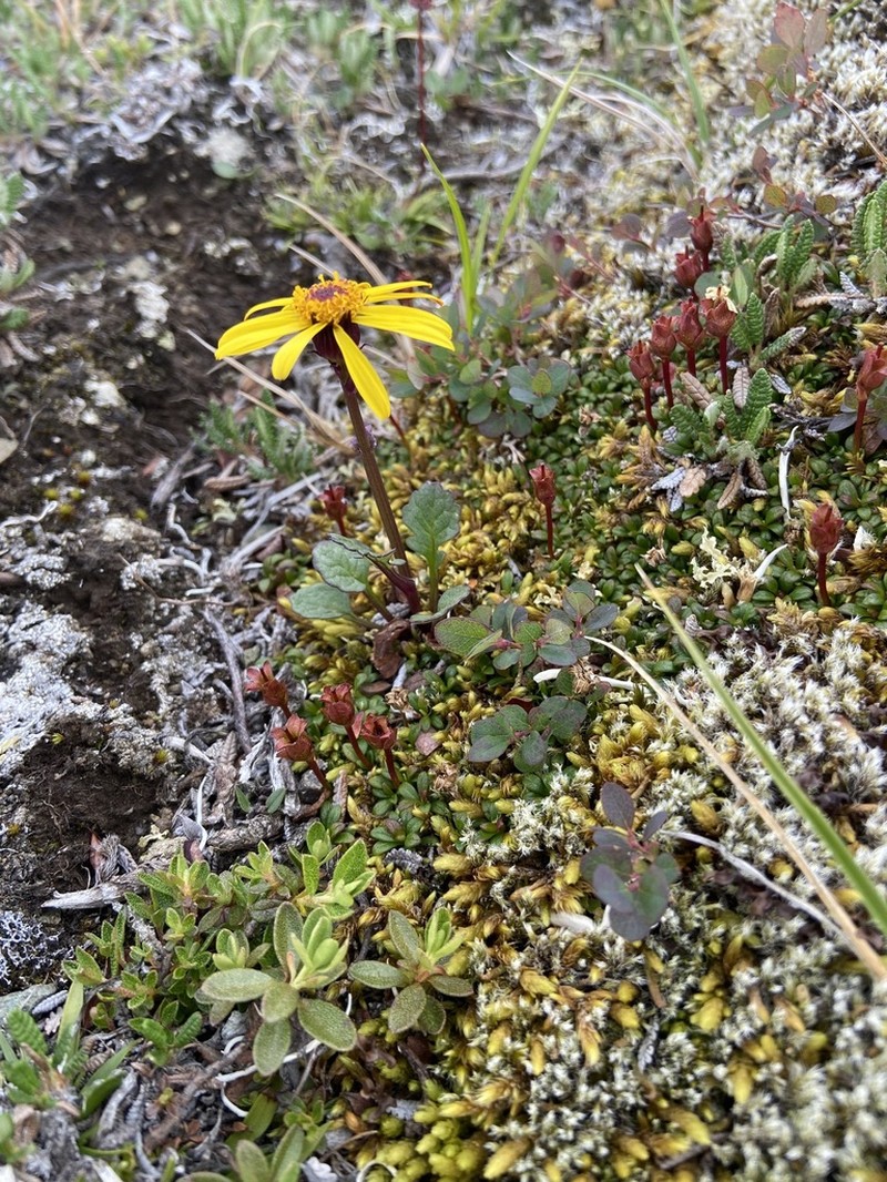Dwarf Arctic Ragwort photo 4