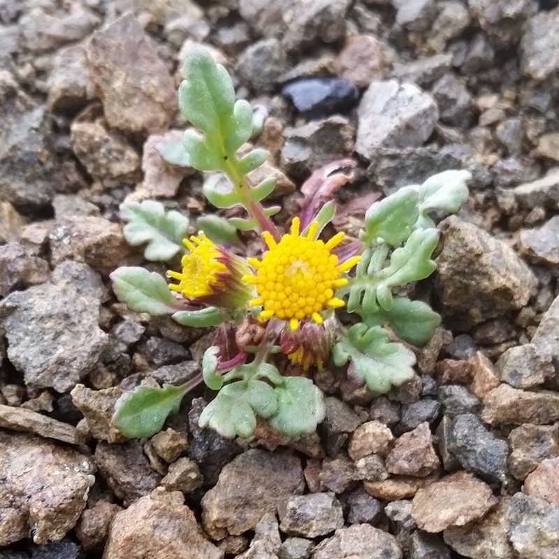 Dwarf Arctic Ragwort photo 5