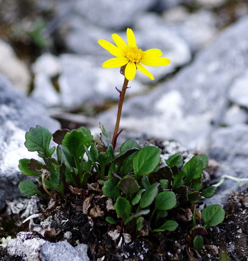 Dwarf Arctic Ragwort photo 7