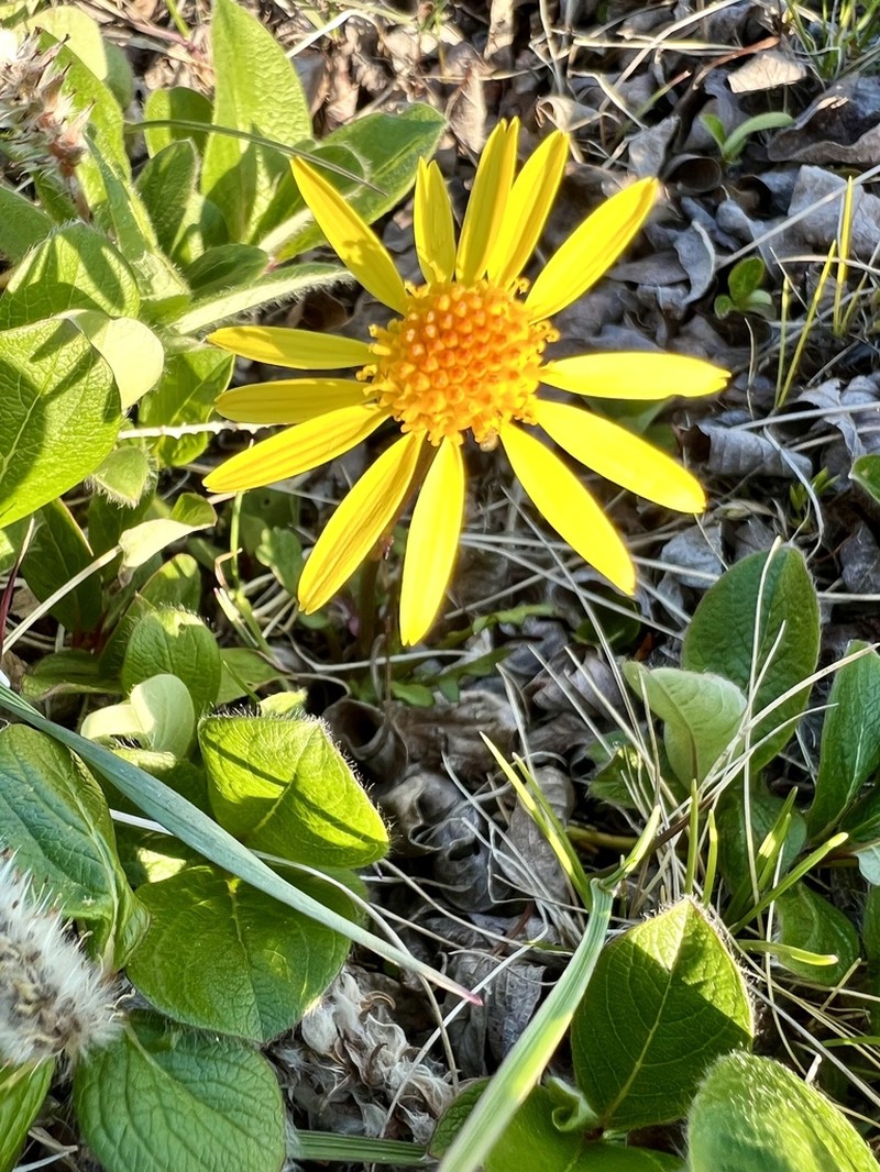 Dwarf Arctic Ragwort photo 8