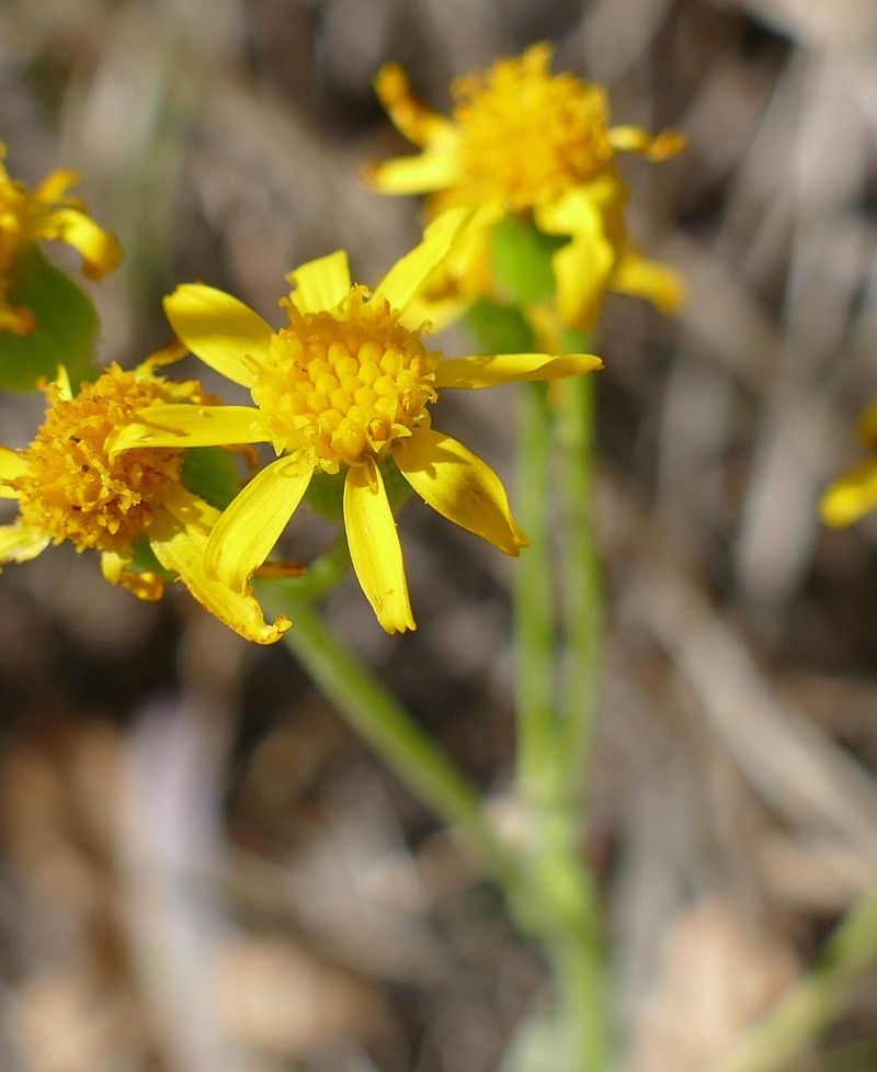 White Mountain Ragwort