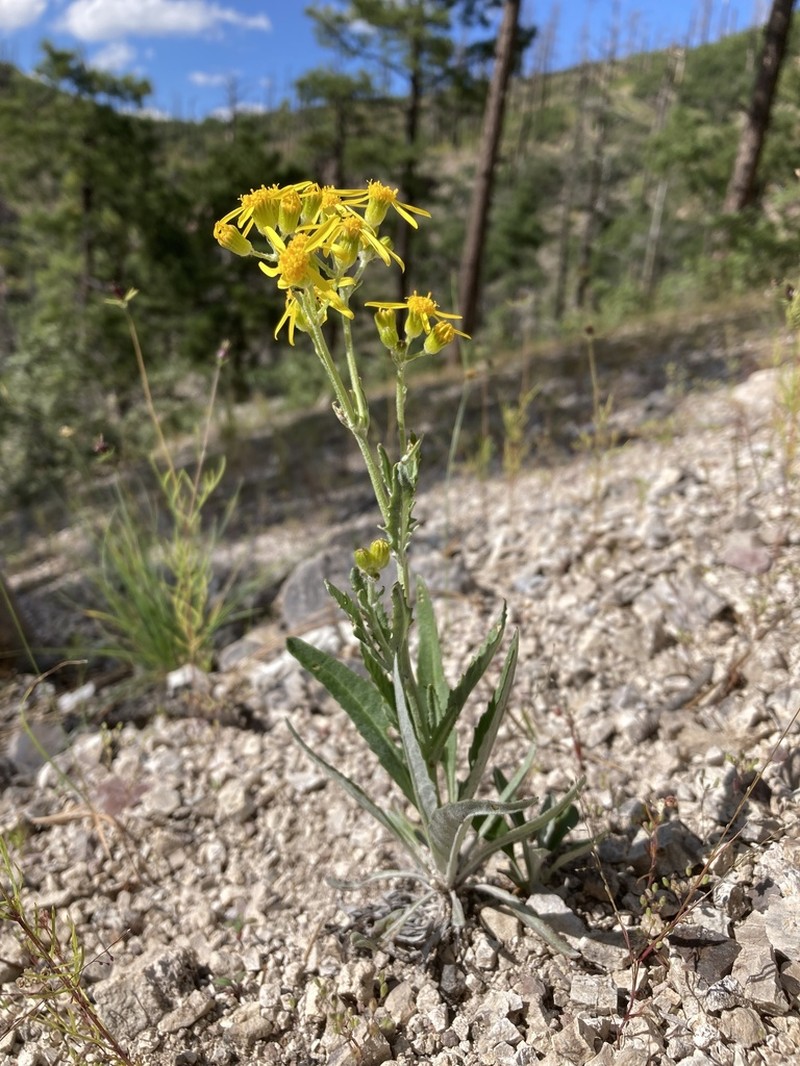 White Mountain Ragwort photo 2