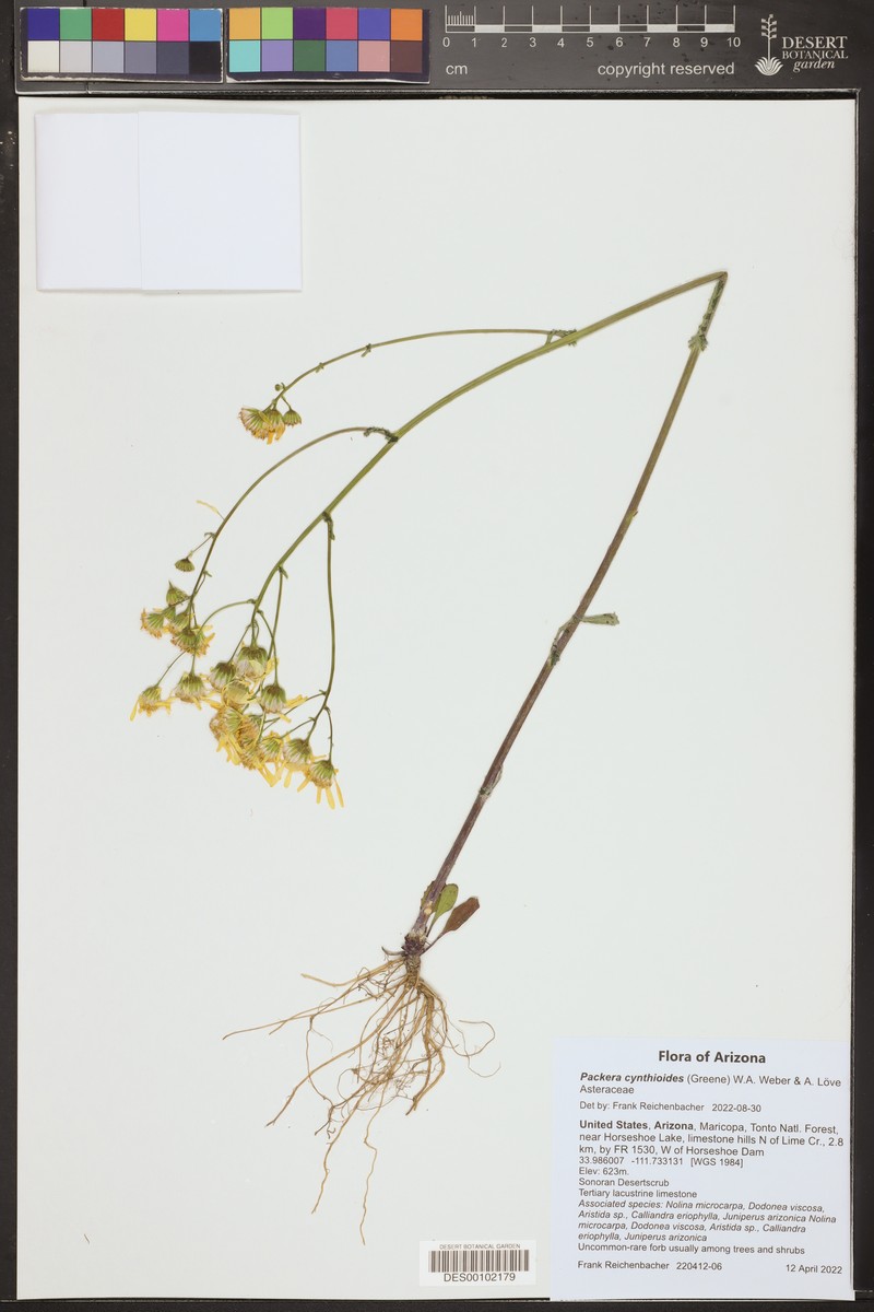 White Mountain Ragwort photo 5