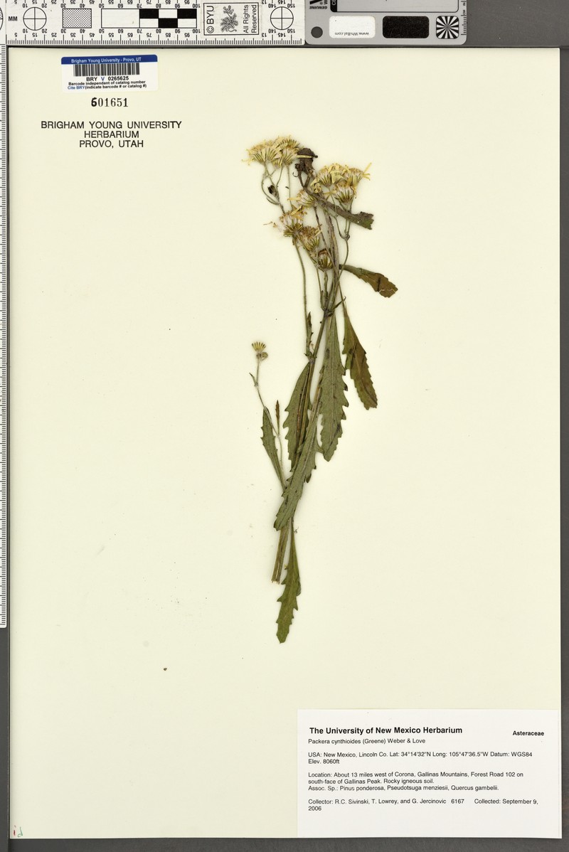 White Mountain Ragwort photo 6