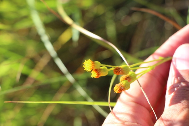 Weak Groundsel