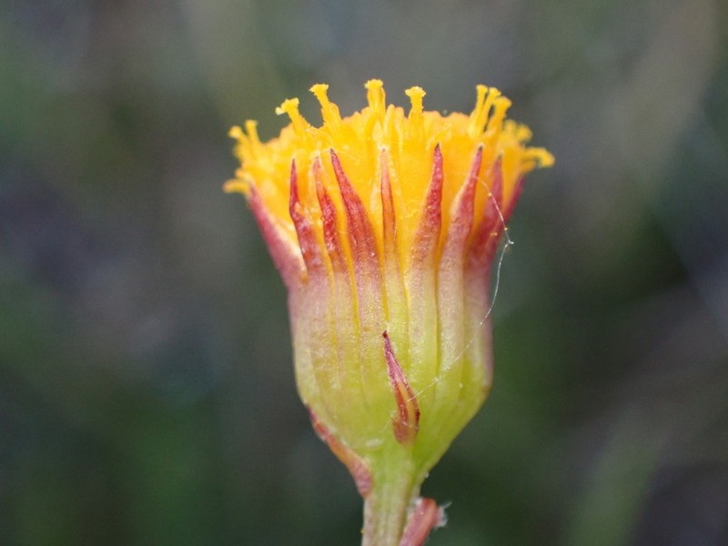 Weak Groundsel photo 2
